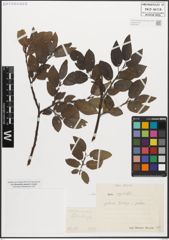 Foto von Salix myrsinifolia Salisb.